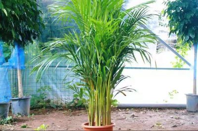 ​散尾竹在室内怎么养？学会4点，散尾竹枝繁叶茂，令人羡慕不已