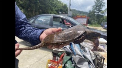 ​江西奉新放生一只国家一级保护动物平胸龟