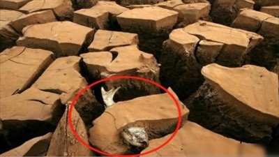 ​非洲肺鱼的悲伤：深藏地下不吃不喝好几年，却躲不过人类的挖掘