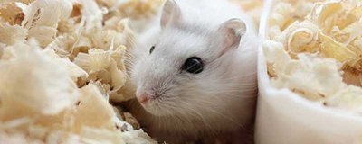 ​仓鼠寿命有多久? 仓鼠的寿命一般是多久?