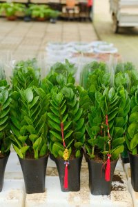 ​金钱树插枝能活吗，什么季节扦插好