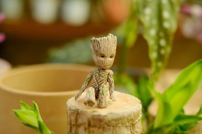 ​巴西木怎么修剪，打顶后多久发芽