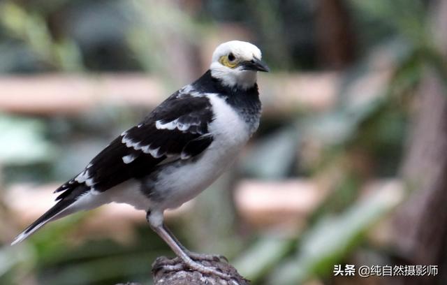 黑椋鸟有多少种（黑领椋鸟百科知识）(1)