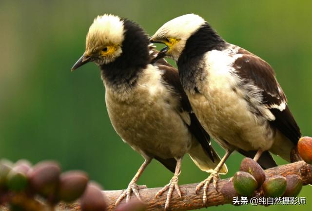 黑椋鸟有多少种（黑领椋鸟百科知识）(2)