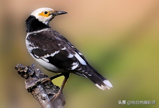 黑椋鸟有多少种（黑领椋鸟百科知识）(3)