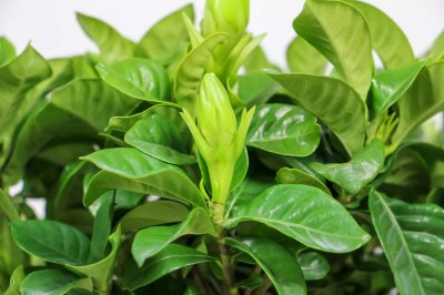 ​栀子花花语，栀子花的寓意