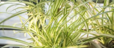 ​兰花叶子发黄是什么原因