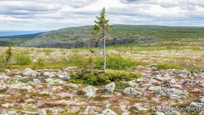 ​世界上最古老的树种是什么（你知道世界上最古老的树是什么树么）
