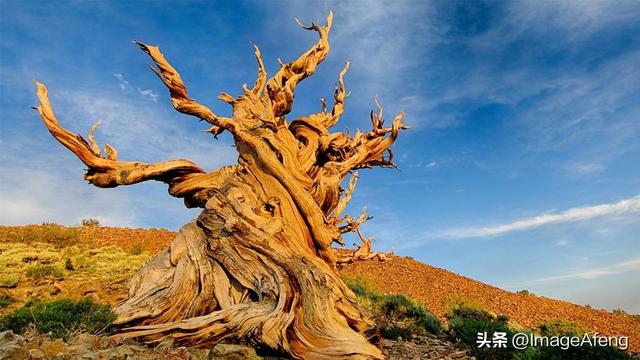 世界上最古老的树种是什么（你知道世界上最古老的树是什么树么）(2)