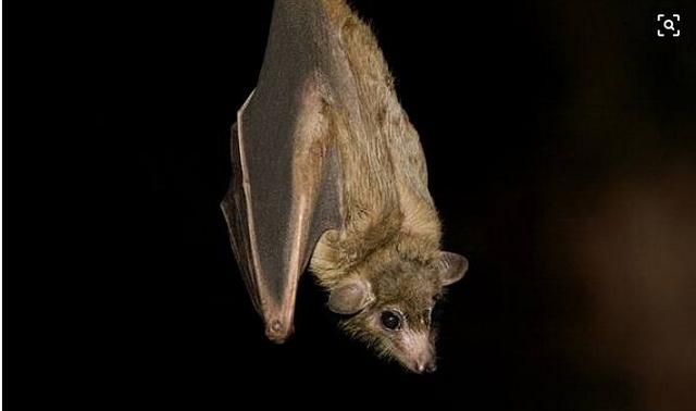 蝙蝠入屋是不吉利的，蝙蝠住在我家屋檐下，会不会给家人健康带来隐患？图7