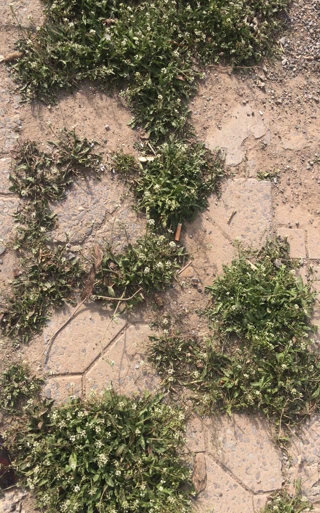 蝙蝠入屋是不吉利的，蝙蝠住在我家屋檐下，会不会给家人健康带来隐患？图4