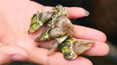 ​“寄生恶魔”藤壶有多可怕？被人类当成美味，却把鲸鱼折磨到疯