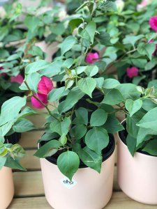 ​三角梅什么时候剪枝最好