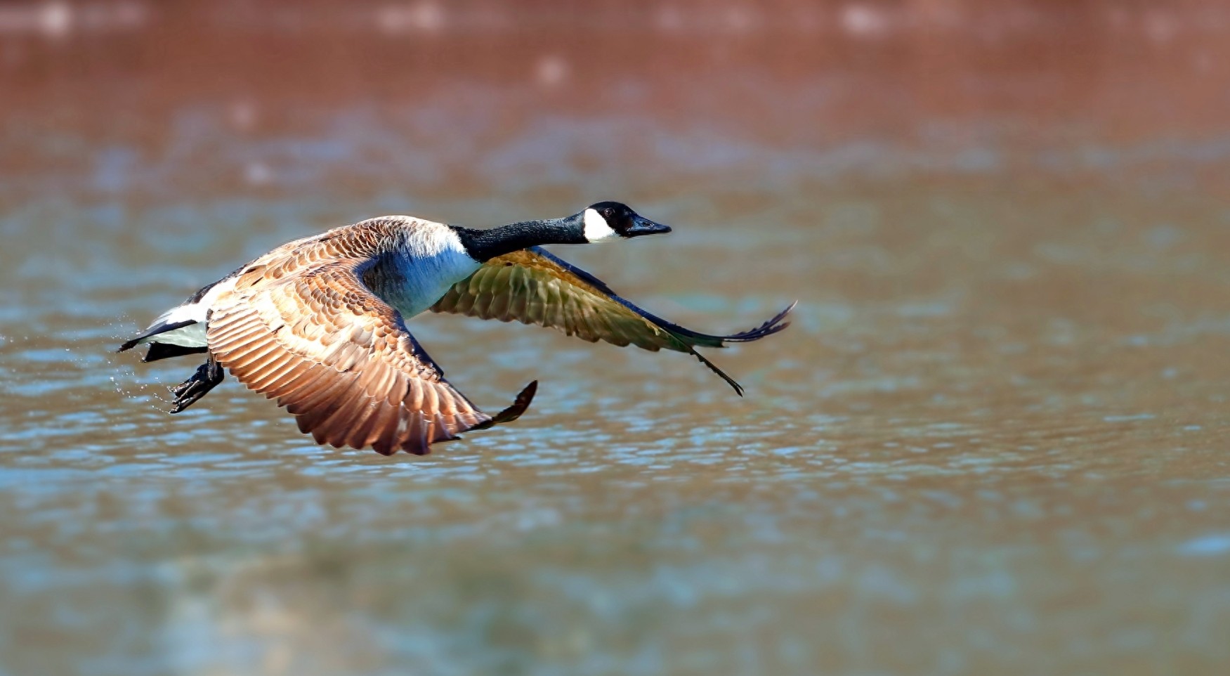 会飞的野鸭子，有的品种与大熊猫一样身份尊贵，遇到躲远些抓不得