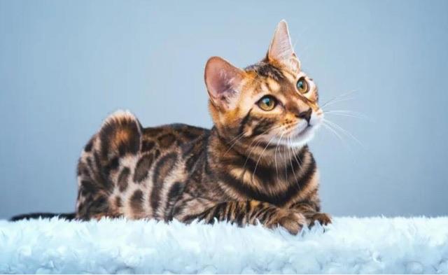 十大世界上最贵的十种宠物猫:阿瑟拉猫价值百万  2