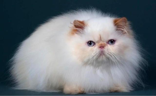 十大世界上最贵的十种宠物猫:阿瑟拉猫价值百万  3