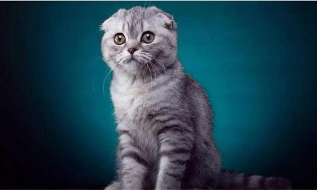 十大世界上最贵的十种宠物猫:阿瑟拉猫价值百万  5