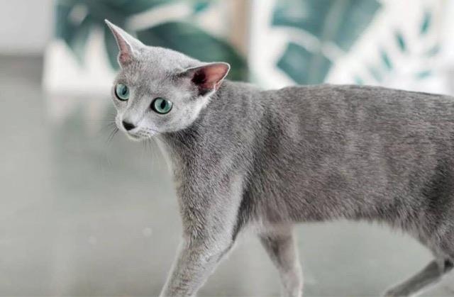 十大世界上最贵的十种宠物猫:阿瑟拉猫价值百万  4