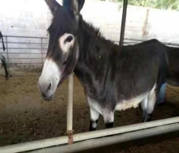 ​5个特种养殖项目，成本低利润高，是致富的最佳选择