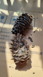 ​新鲜松子怎么做# 求生松子开口方法