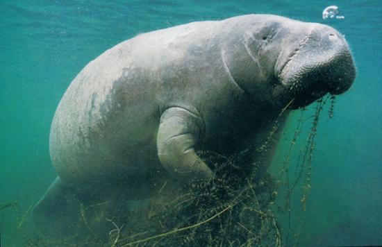 深海里的美人鱼长什么样子（传说中的美人鱼）(7)