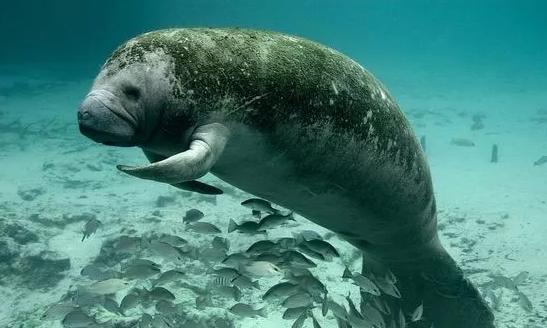 深海里的美人鱼长什么样子（传说中的美人鱼）(2)