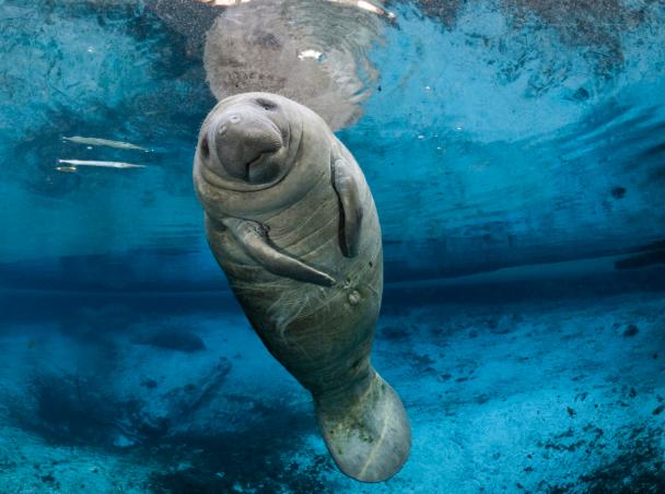深海里的美人鱼长什么样子（传说中的美人鱼）(6)