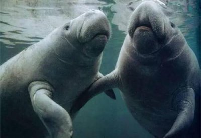 ​深海里的美人鱼长什么样子（传说中的美人鱼）