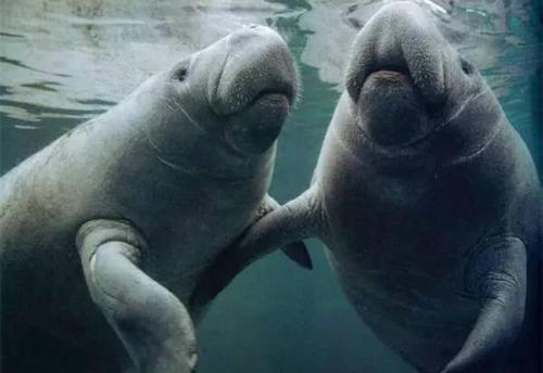 深海里的美人鱼长什么样子（传说中的美人鱼）(1)