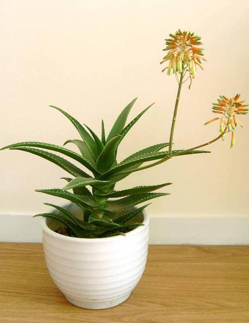 大部分人都没见过芦荟开花（芦荟也能开花你不知道了吧）(7)