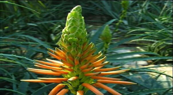 大部分人都没见过芦荟开花（芦荟也能开花你不知道了吧）(2)
