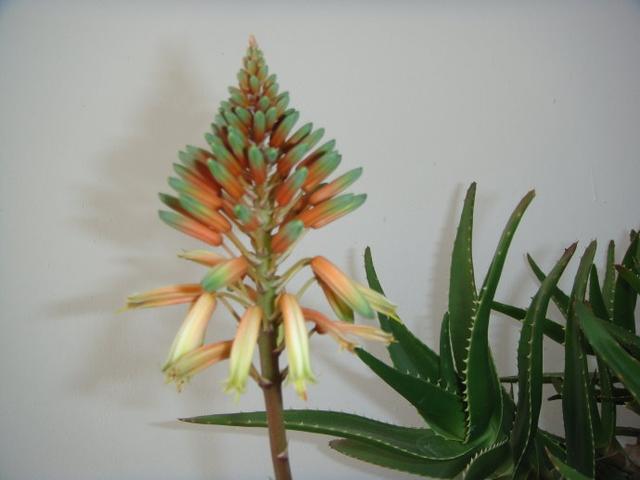 大部分人都没见过芦荟开花（芦荟也能开花你不知道了吧）(5)