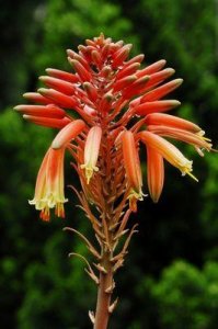 ​大部分人都没见过芦荟开花（芦荟也能开花你不知道了吧）