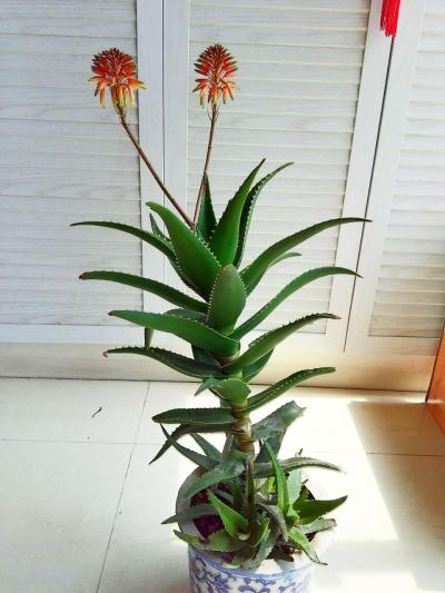 大部分人都没见过芦荟开花（芦荟也能开花你不知道了吧）(4)