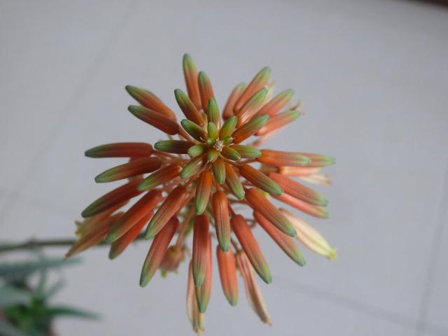 大部分人都没见过芦荟开花（芦荟也能开花你不知道了吧）(9)