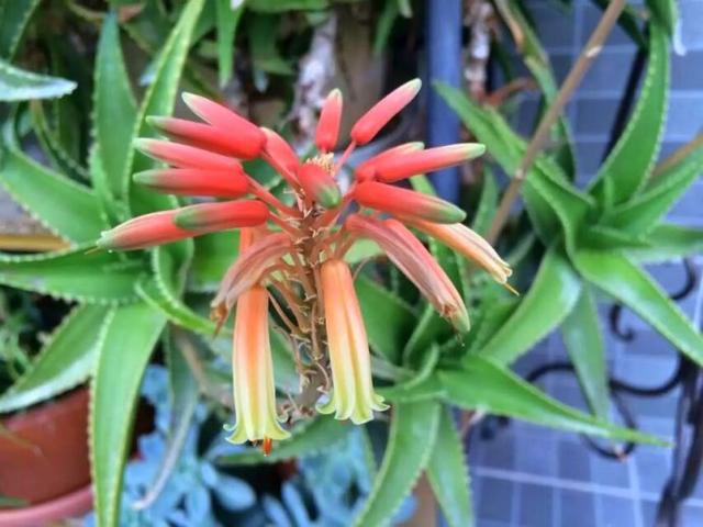 大部分人都没见过芦荟开花（芦荟也能开花你不知道了吧）(6)