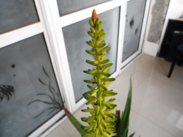 大部分人都没见过芦荟开花（芦荟也能开花你不知道了吧）(3)