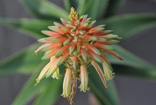 大部分人都没见过芦荟开花（芦荟也能开花你不知道了吧）(8)