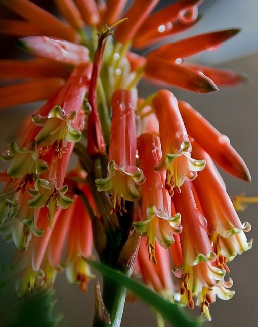 大部分人都没见过芦荟开花（芦荟也能开花你不知道了吧）(10)