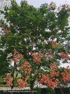 ​栾树介绍，栾树多少钱