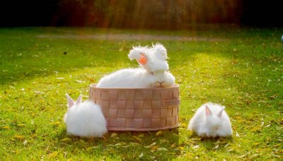 ​老鼠吃兔吗 兔子会吃老鼠吗