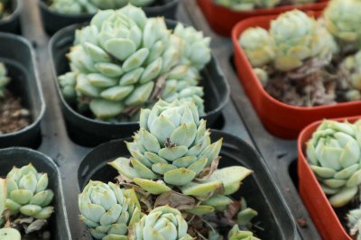 ​静夜的养殖方法和注意事项