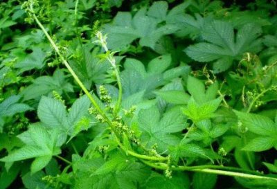 ​拉拉藤的功效与作用（关于拉拉藤的功效与作用）