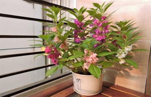 凤仙花的栽培方法有哪些(凤仙花的栽培方法20字)-第1张图片-