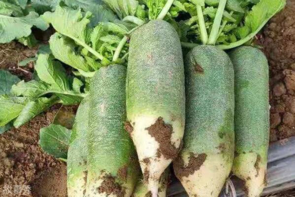 网络图片(侵删)