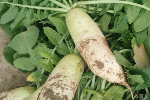 网络图片(侵删)