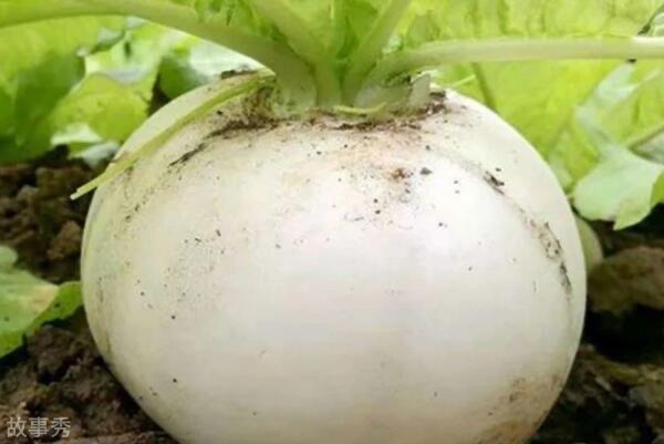 网络图片(侵删)