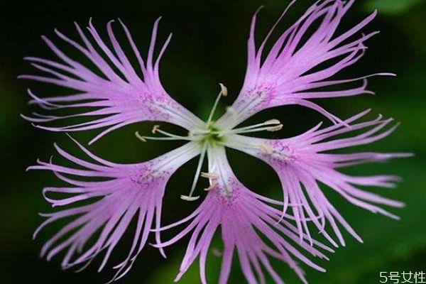 瞿麦是一种什么植物呢 瞿麦有什么作用呢