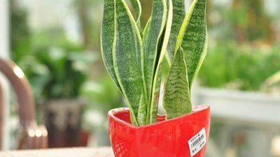 ​虎皮兰能除甲醛吗