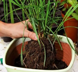 ​蚊子怕什么植物（5种具有驱蚊效果的植物，你家里有养一种么？）